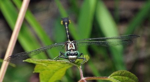 Male
2009_06_13_Rabun